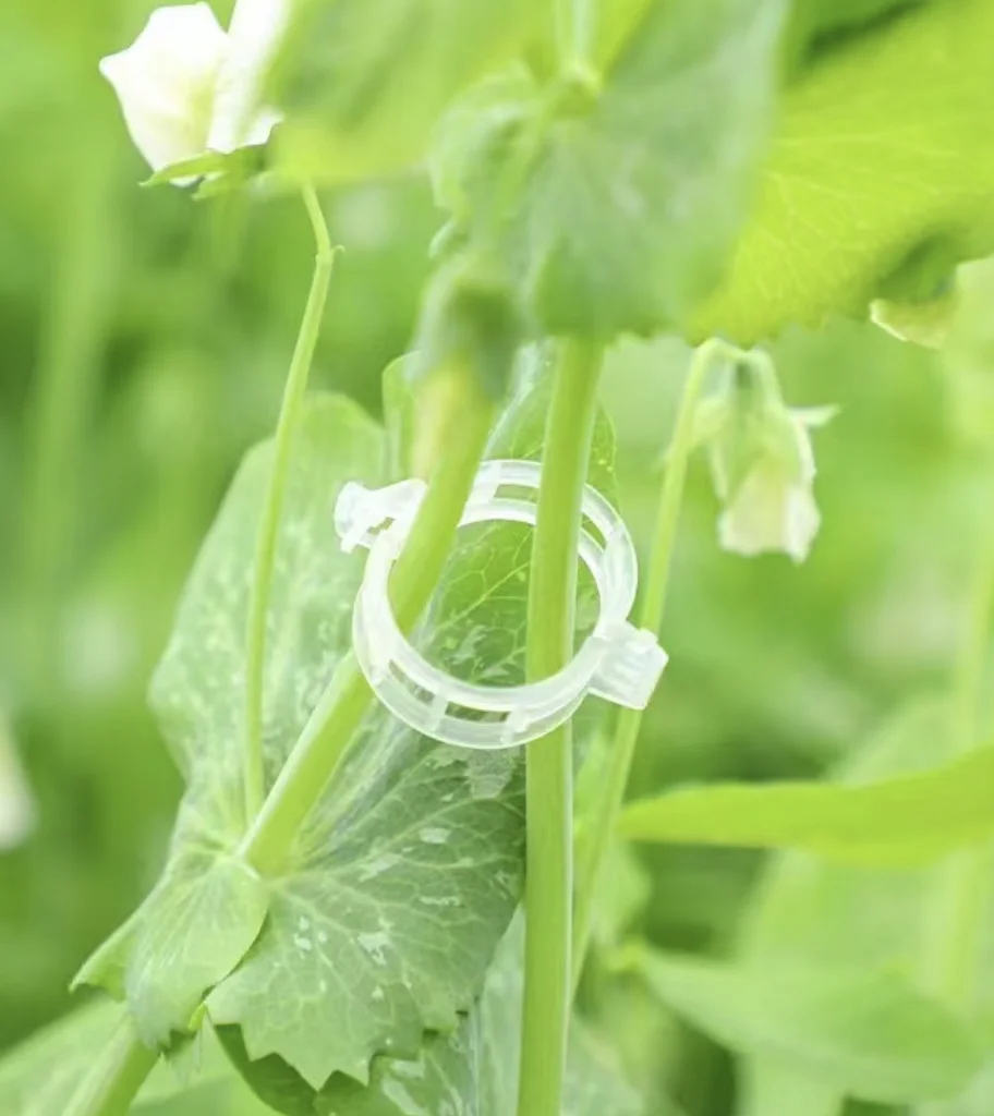 Connects plants greenhouse vegetables 25mm repeated use pvc plant support tomato clips