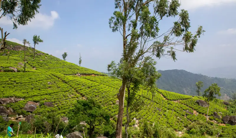 European standard Chunmee green tea 41022