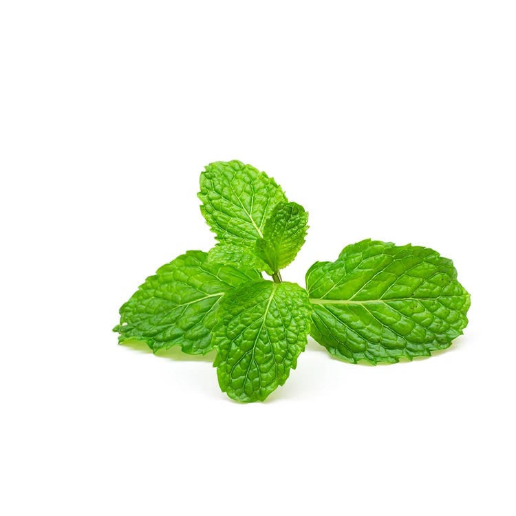 Best price and high quality manufactures bulk organic spearmint essential oil