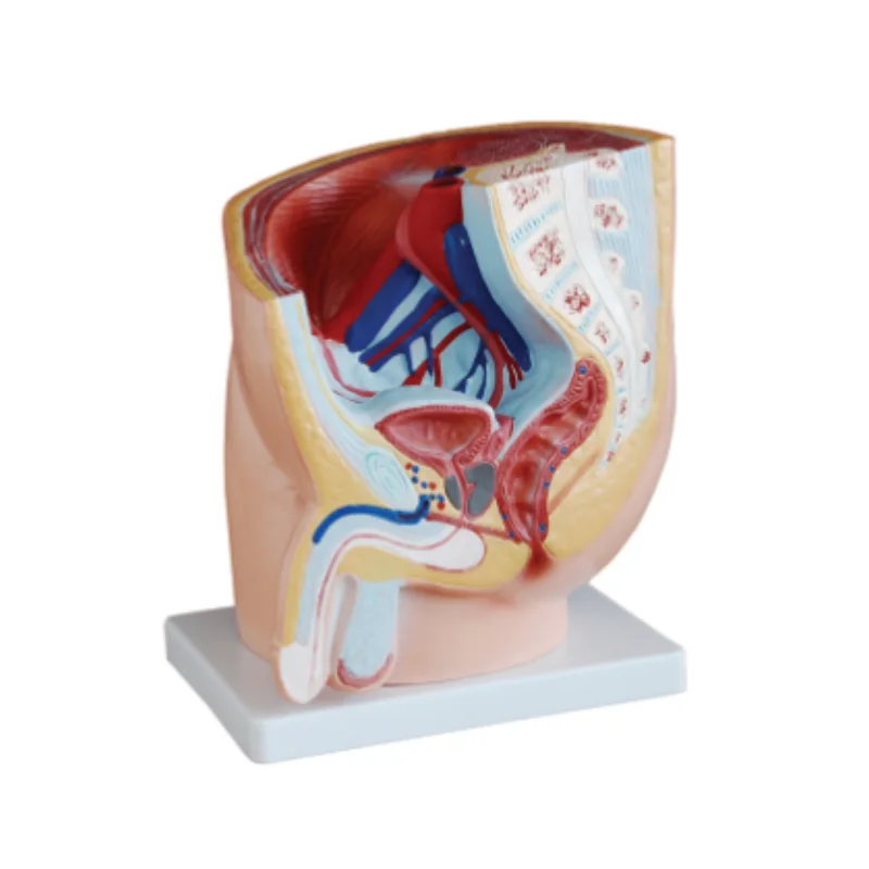 BIX-A1084 Male Sagittal Anatomy Model Male Pelvis Model Made of PVC (1 piece)