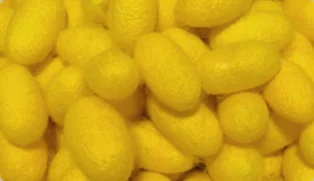 Natural Organic 100% Mulberry Silk Golden Raw Material Fiber Wadding/ Fillings/Felt/Batting for Quilt Comforter Duvet Pillow