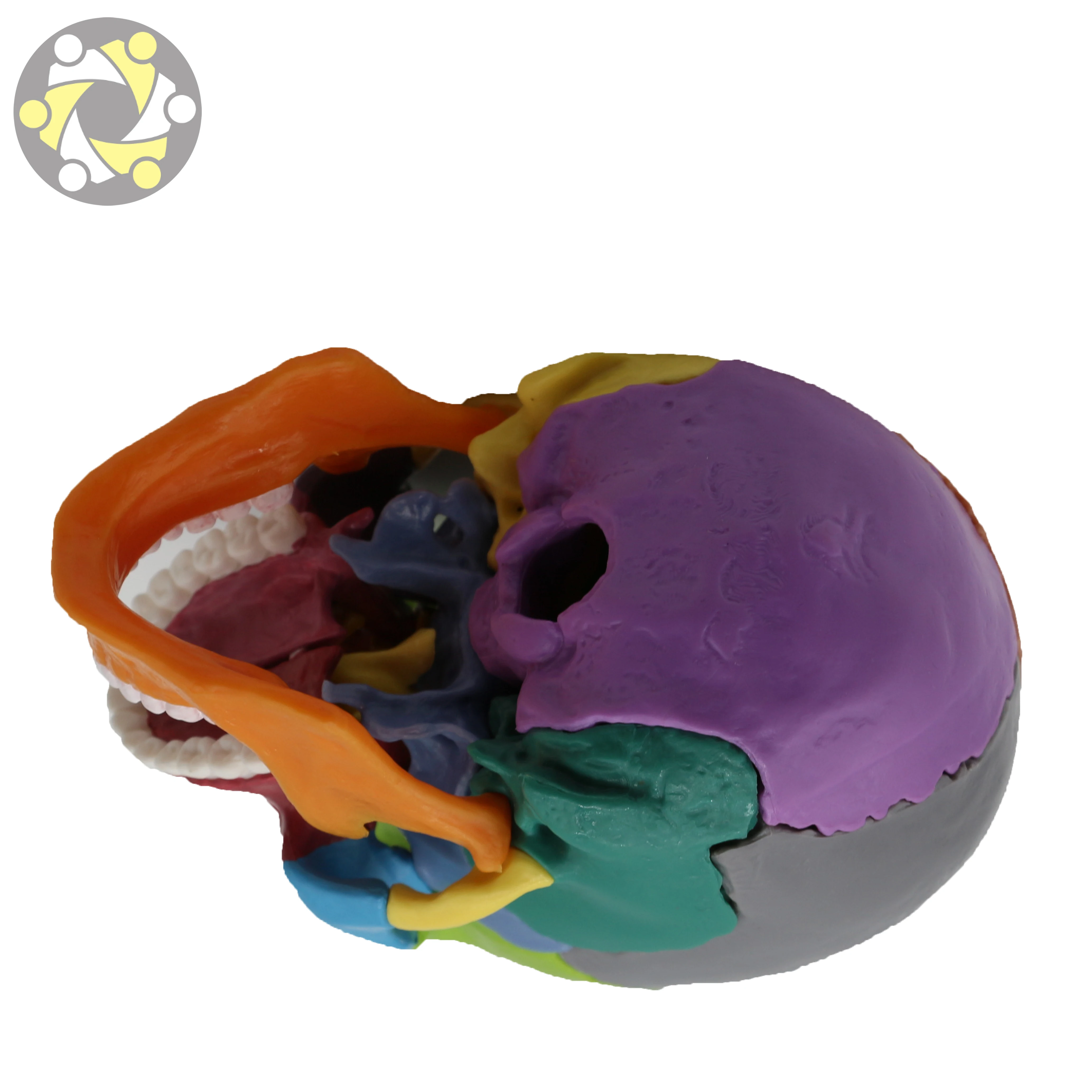 Medical Science Colored Anatomical Detachable 15 Parts Plastic Human Skull Model for Sale