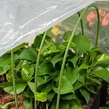 Diy Grow Small Plant Hoops Tall Mini Garden Tunnels Greenhouse for Plant Warming Planting