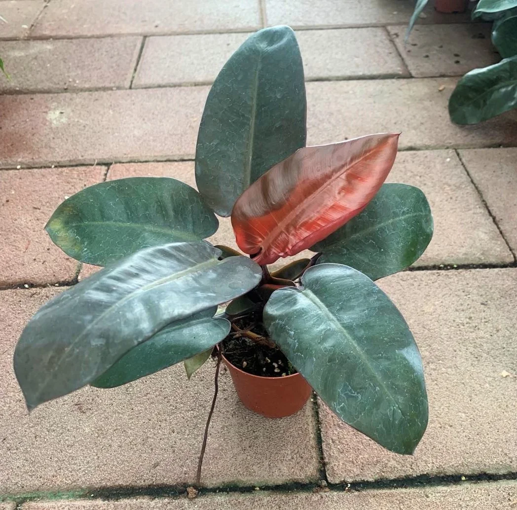 Оптом Популярные ins красивые Philodendron черные алмазные декоративные живые настоящие растения бонсай Листва завод