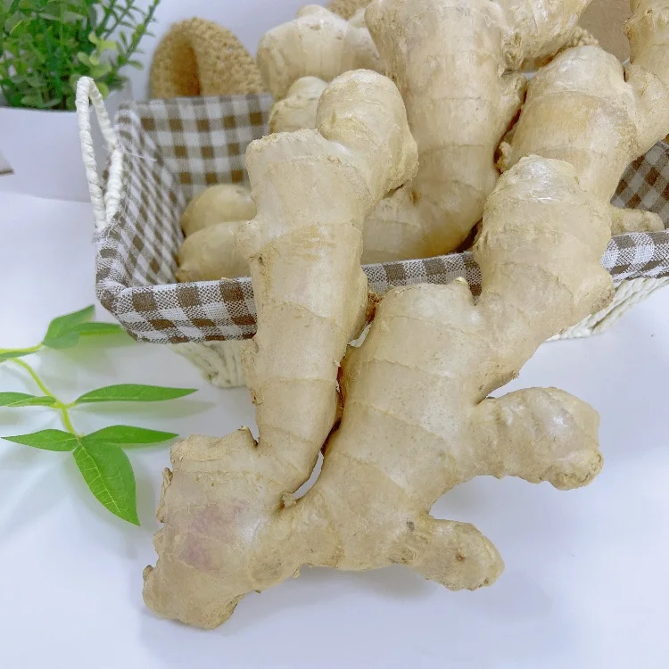 supply Selected Super Quality Chinese Fresh  Ginger or Air Dried Ginger