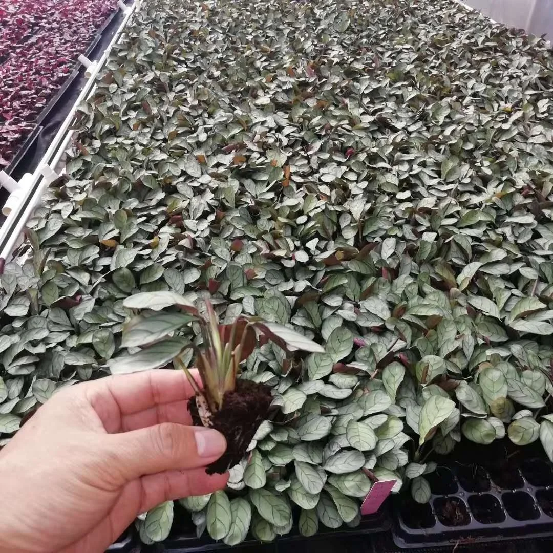 Tissue culture seedlings Plant Silver