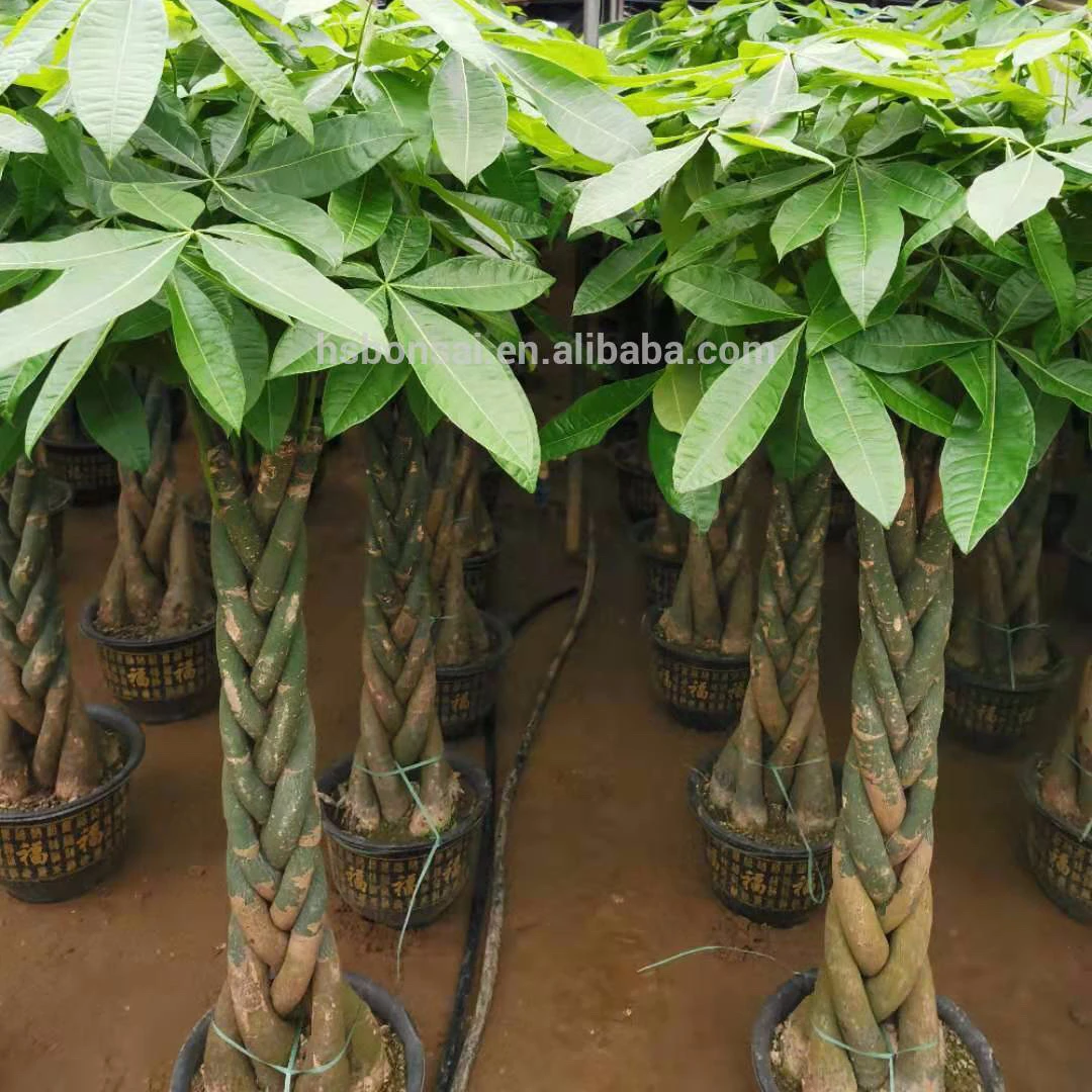 
Professional manufacture sale green leaves plants of flowers green plants plates Pachira macrocarpa money tree 