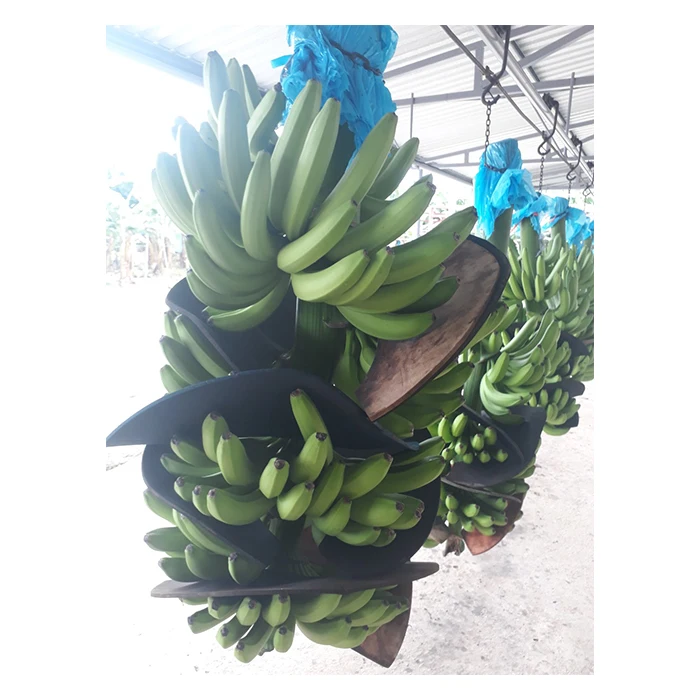 Экспорт свежих фруктов бананов премиум класса-высокое качество, Лучшая цена, непосредственно от производителей в Мексике