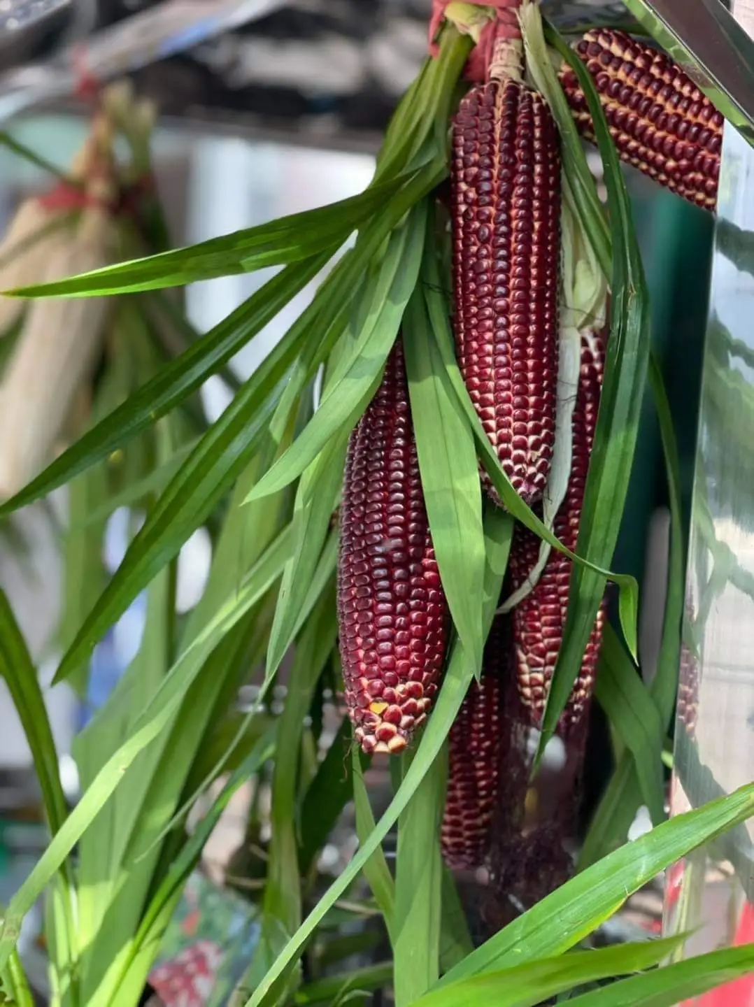 Sweet Mini Corn Cobs Boiling Corn On The Cob With The Best Price