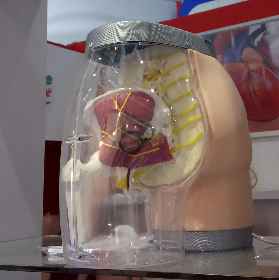 ADA-H5T Buttocks Intramuscular Injection training and Compared Simulator