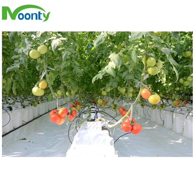 Commercial Greenhouse Industrial NFT/EBB/Dutch Bato Hydroponic with auto irrigation system smart controlling