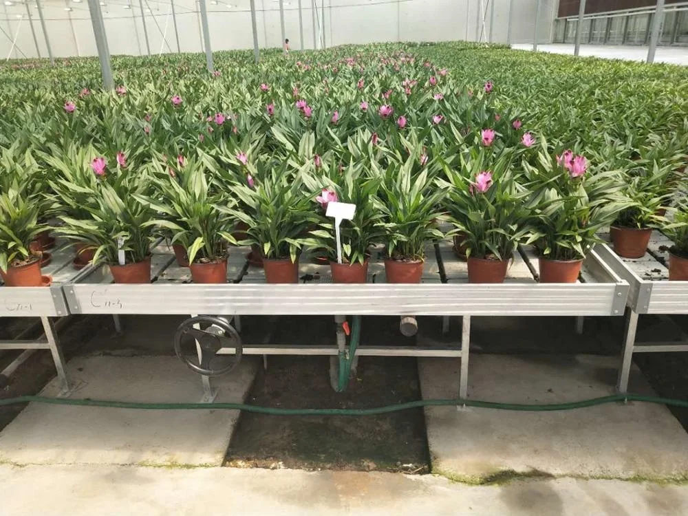 
New Style Tidal Seeding Nursery / Irrigation Nursery for Greenhouse 