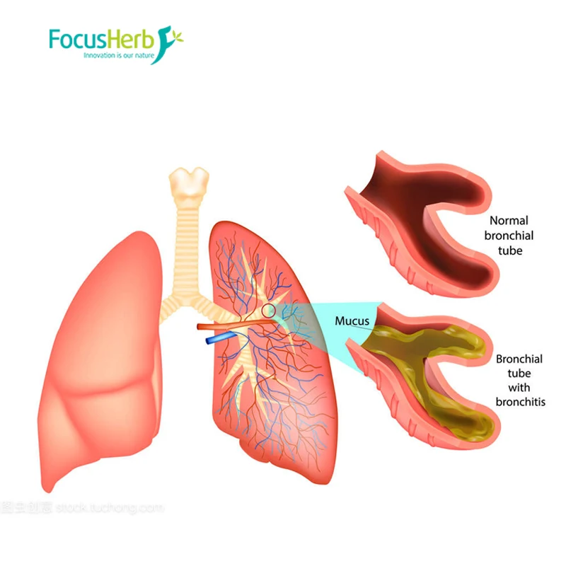 
FocusHerb Sensitive Plant Mimosa Pudica Extract Powder 