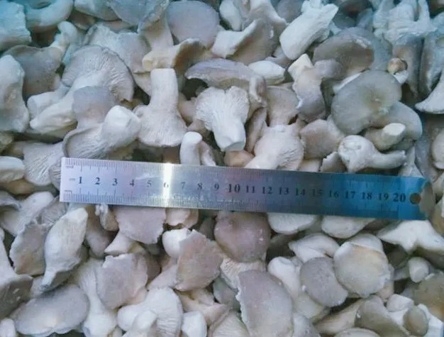 Hot selling IQF Fresh premium mushroom frozen oyster mushroom