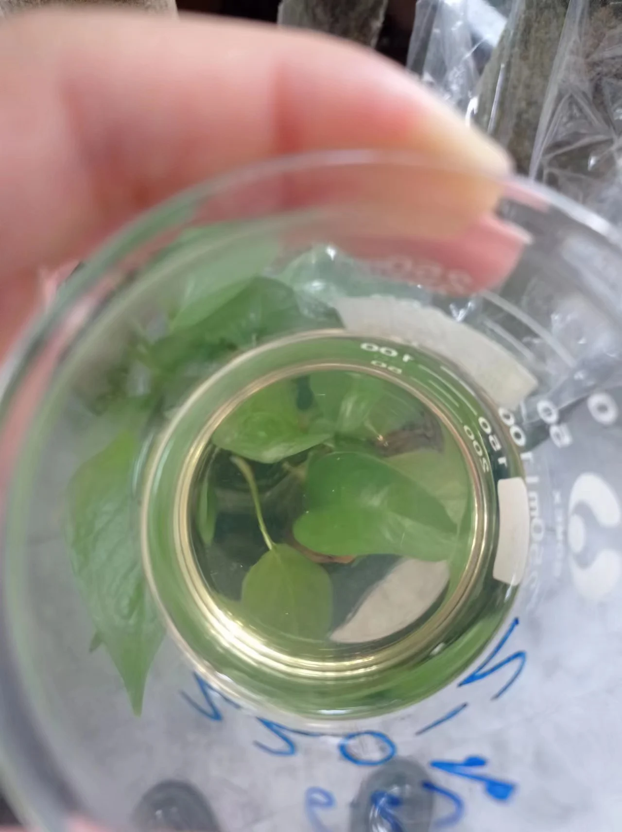 pvc blister gelatin capsule gelatinized maca capsules gelatine production machinery