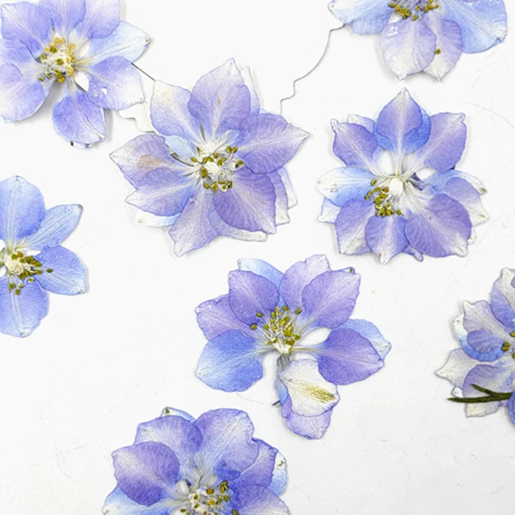 I622 Delphinium Houndstooth Dried Flower Pressed DIY Bookmark Drip Gum Plant specimens