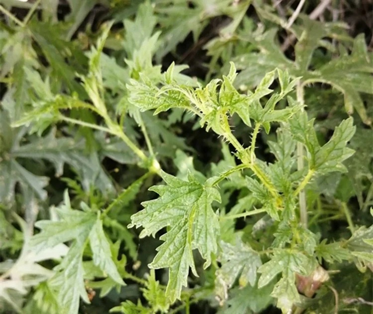 OEM Packing Natural Dried Nettle Leaf Tea In Stock Dry Nettle Leaf Herb Tea Private Label Dried Stinging Nettle Leaves