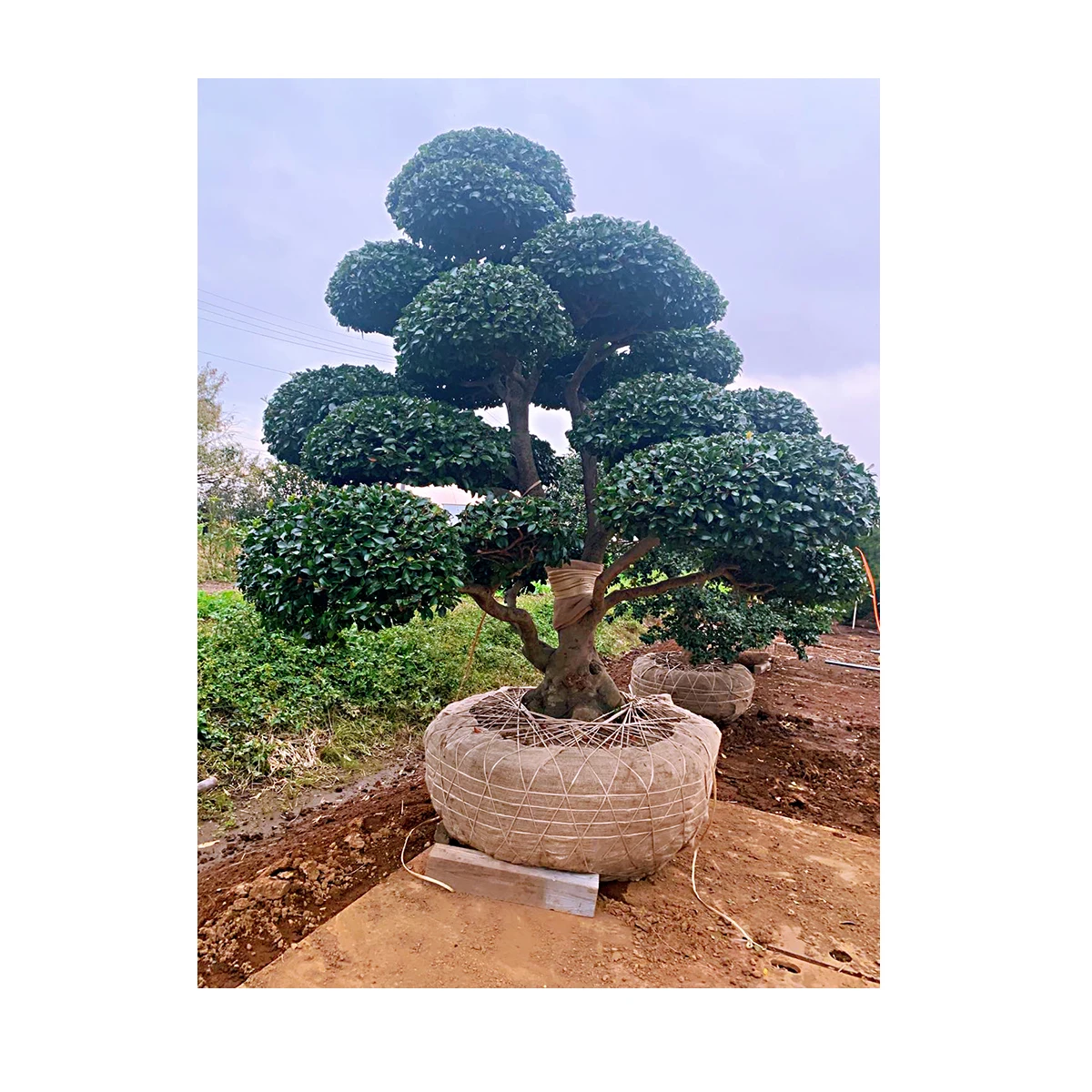 Japanese Various Green Pine Maple Plants Outdoor Bonsai In Stock