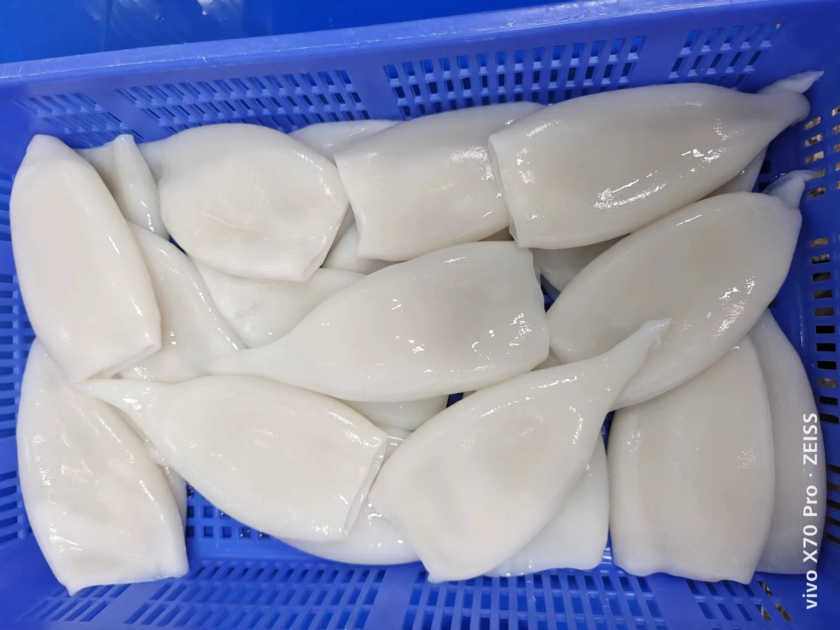 Frozen Gigas Squid Tube Head Off U3 U4 U5 Frozen Squid Tubes Egypt