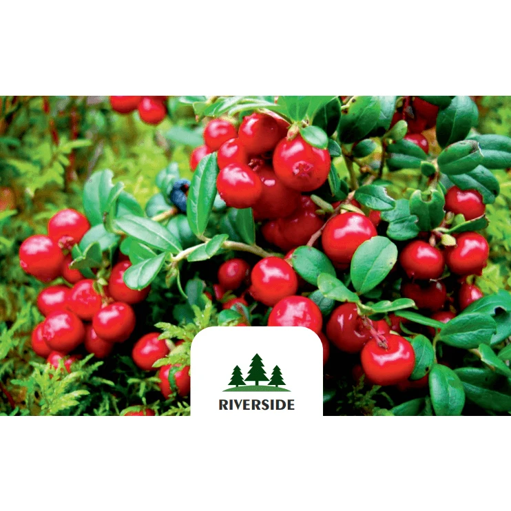 Plastic Trays GOST Standard Prepackage Fresh / Frozen Cranberry With Vitamins and Curative Elements For Heath
