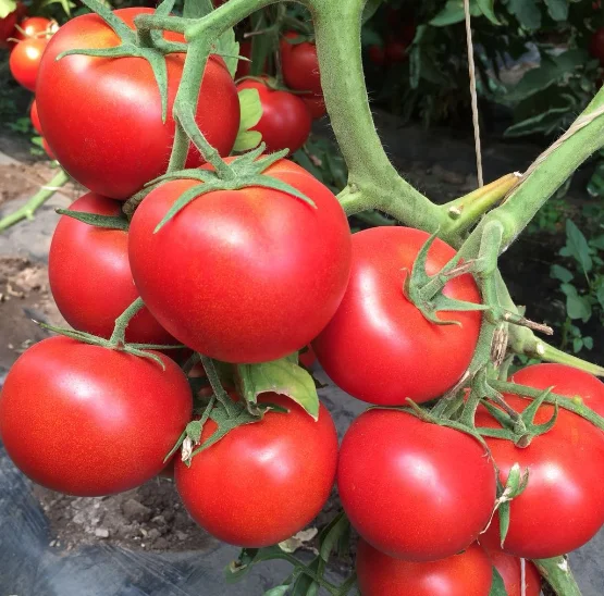  TSWV TY Nematode резистивные семена томатов с завода