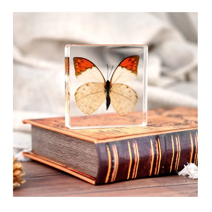 Реальная бабочка в resinTaxidermy образец Животного Смолы высушенные насекомые встроенные кристалл акриловая смола образцы бабочки таксидермия