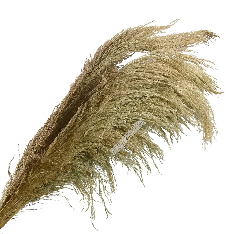 
Factory sale natural plant 110 cm reed dried grass dried flower for home decoration 