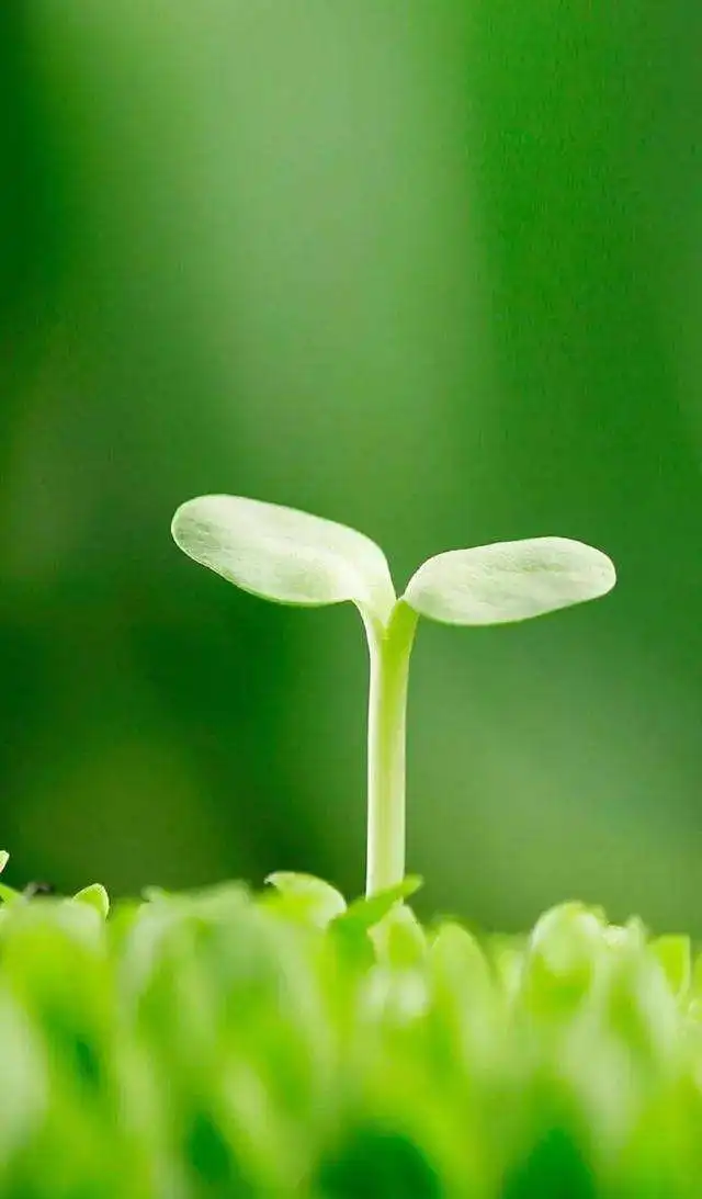 compound trace element organic fertilizer is specially used for fruit trees