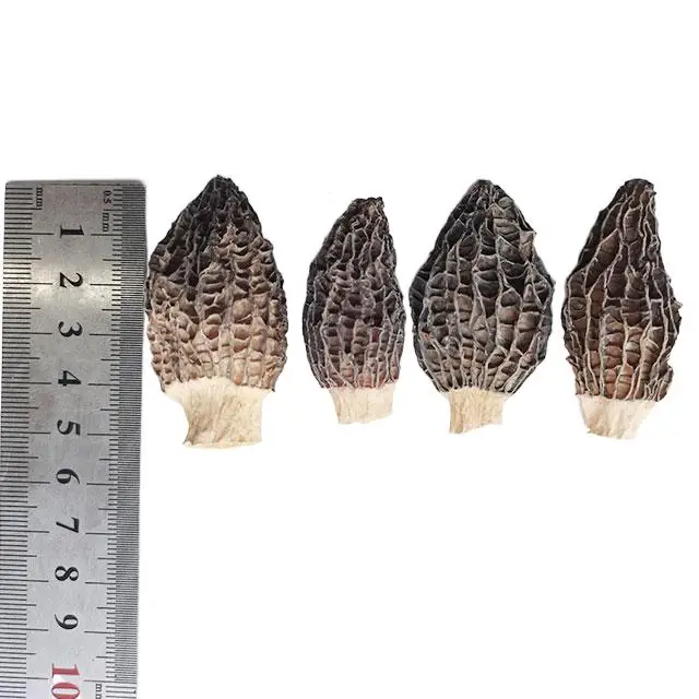 Сушеные грибы Морель Yang Du Jun для продажи Morchella