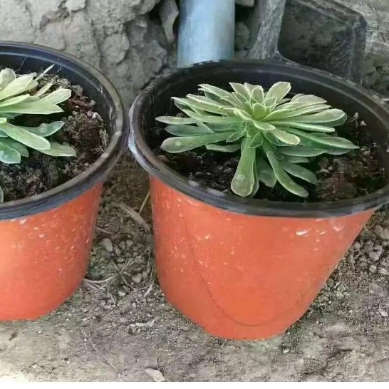 Durable Home Garden Supplies Flowerpot Multiple Sizes Nursery Succulents Planter Transplant Plastic Flower Pot