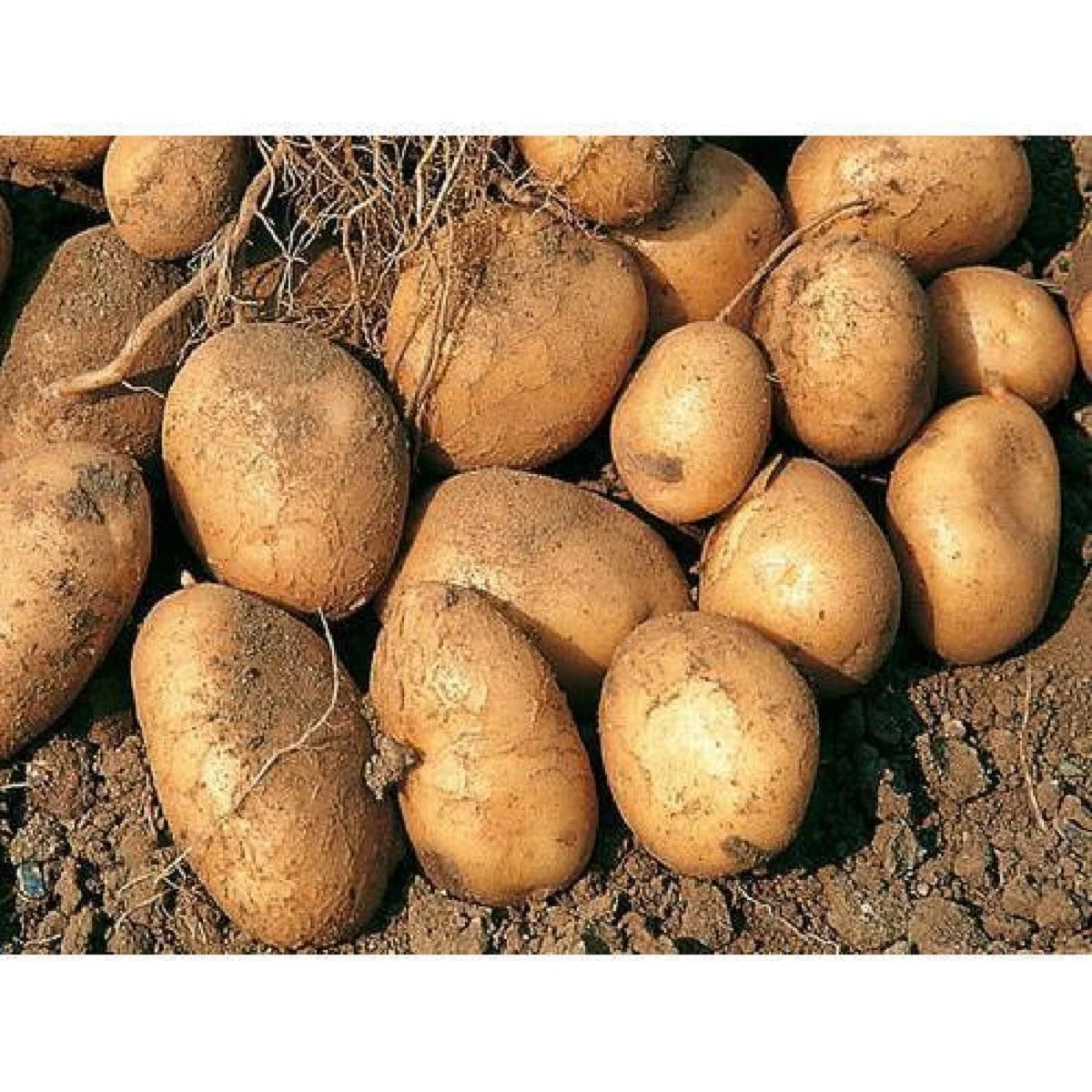
Fresh Potato in Wholesale rate 