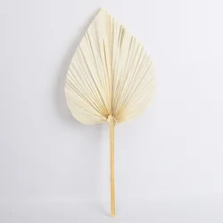 Wholesale Dried Artificial Fan Decorative Preserved Dried Leaf Palm Tree Leaves For Wedding Scene Decoration