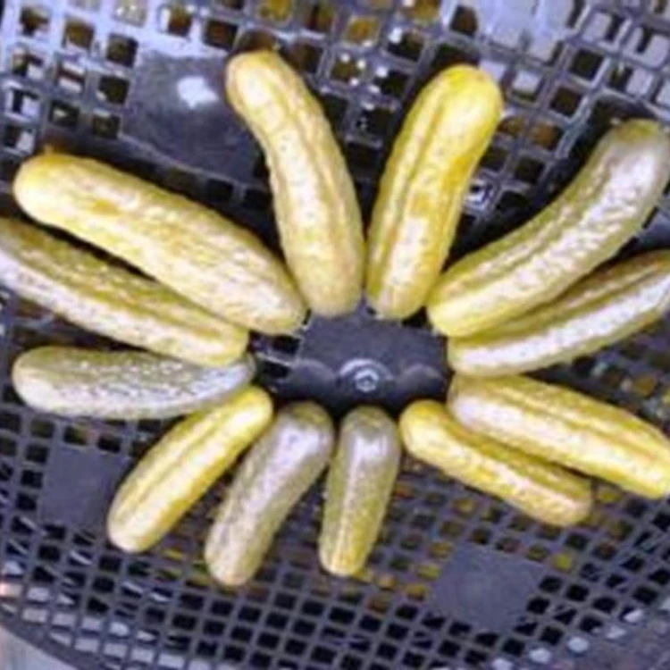 
 Ферментированные огурцы в естественном маринованном виде  