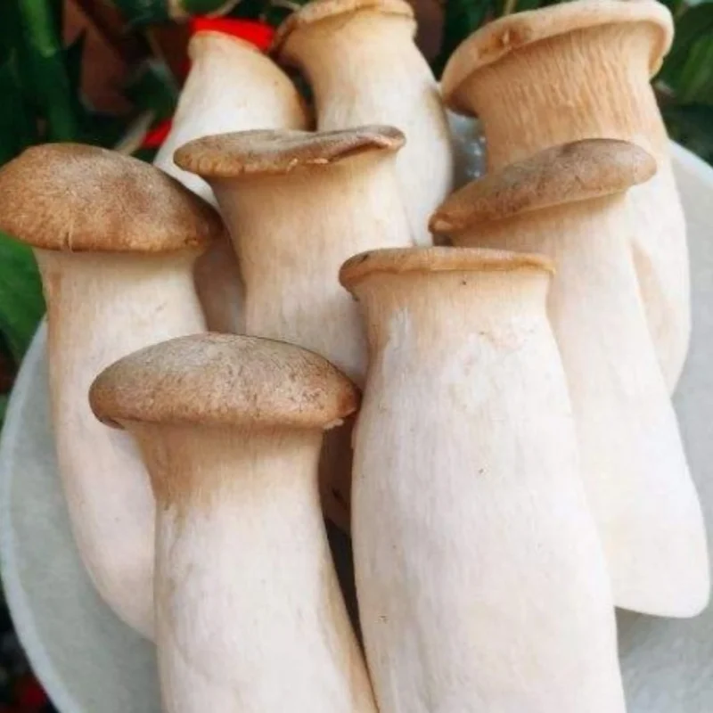 Hot Selling High Quality Frozen king oyster mushroom Frozen Eryngii Mushroom Frozen Pleurotus Eryngii
