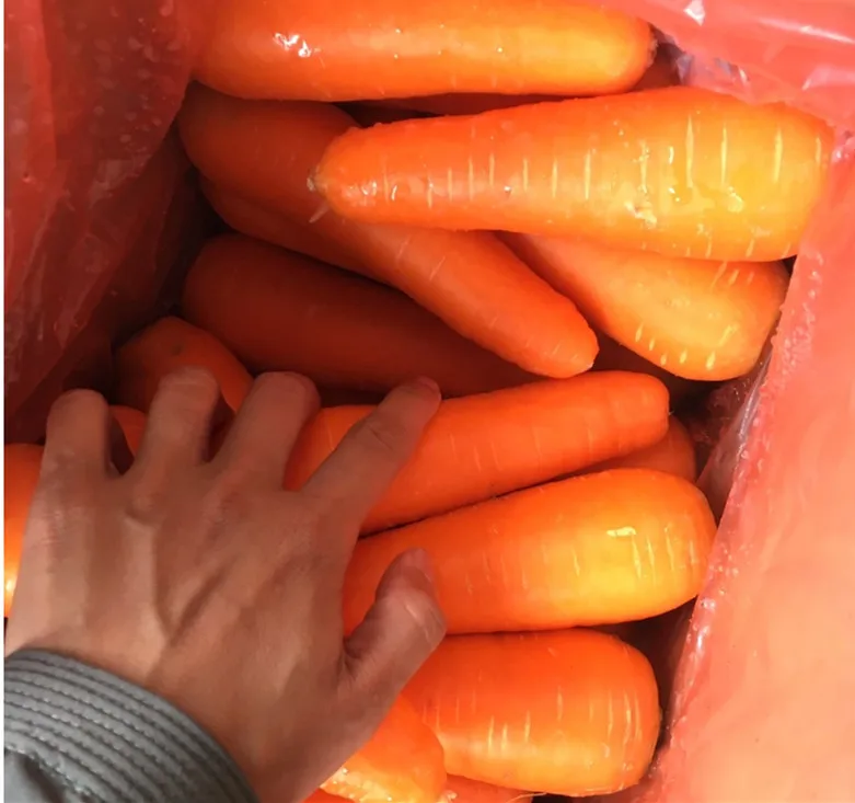 FRESH CARROT