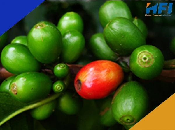 Стабильная цена зеленых кофейных зерен и жареных