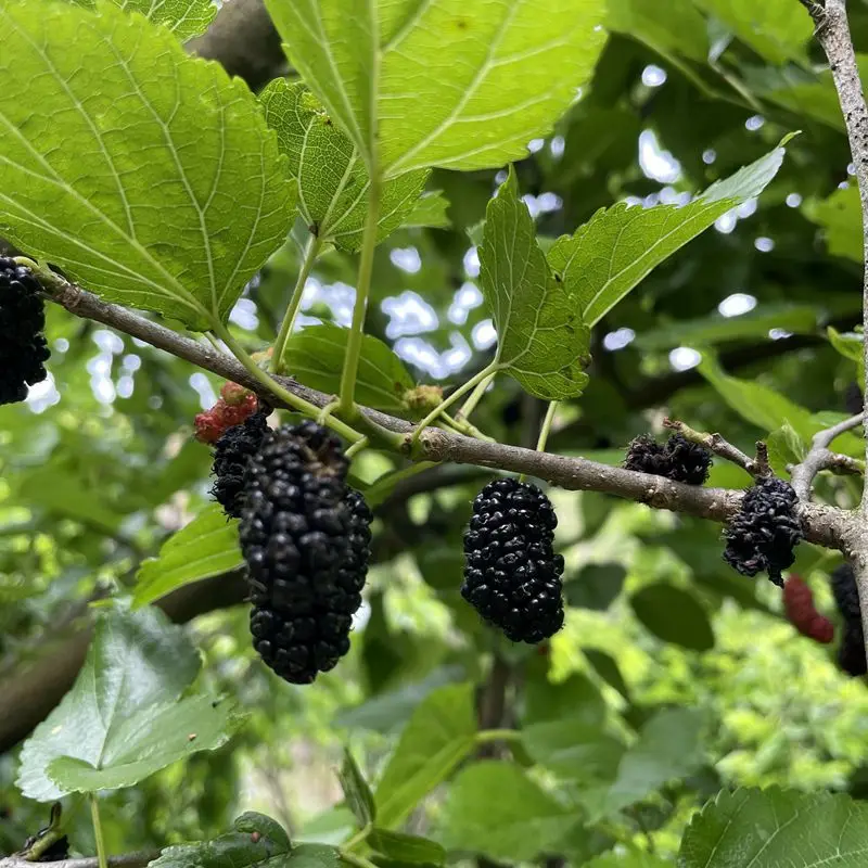 wholesale bulk dry mulberry slices China healthy Fruit Tea for Sale High Quality Natural OEM Private Label Hot Sale