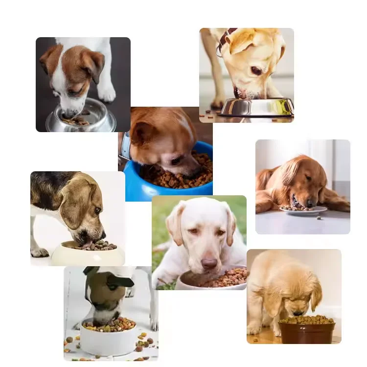 Outstanding Quality dog dried food Wide Varieties super premium pet food High Nutrition total health dog food