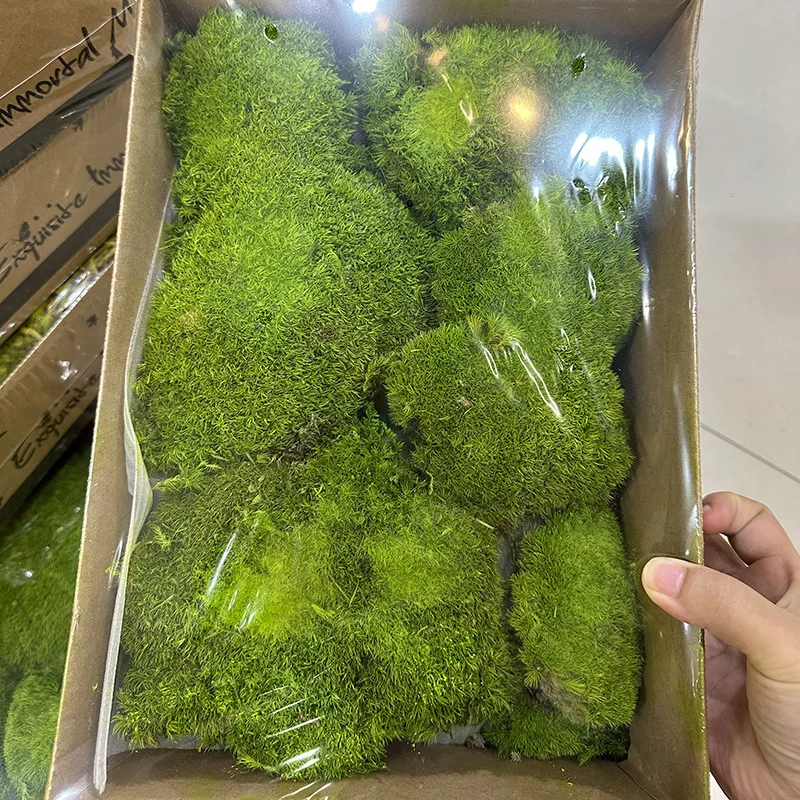 EG-V035 High Quality Bulk Materials Real Natural Soft Everlasting Preserved Moss Spanish Moss Caribbean Sea Moss