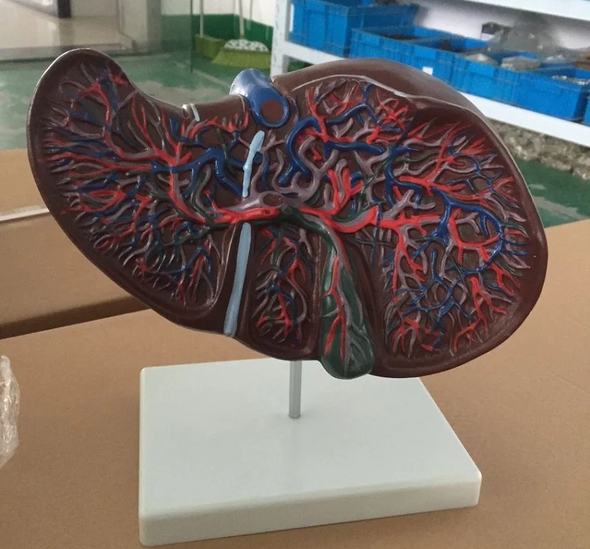 BIX-A1054 PVC human liver anatomical model