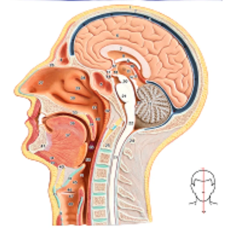 ADA-A630B Hot sale Median Section of the Head,Life Size,1 Part Medical teaching hot selling model