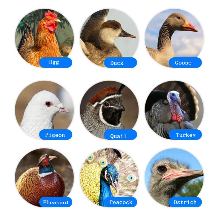 Hatching 20000 30000 50000 Eggs Automatic Electric Temperature Controller Chicken Machine Poultry Farm Egg Incubator  System