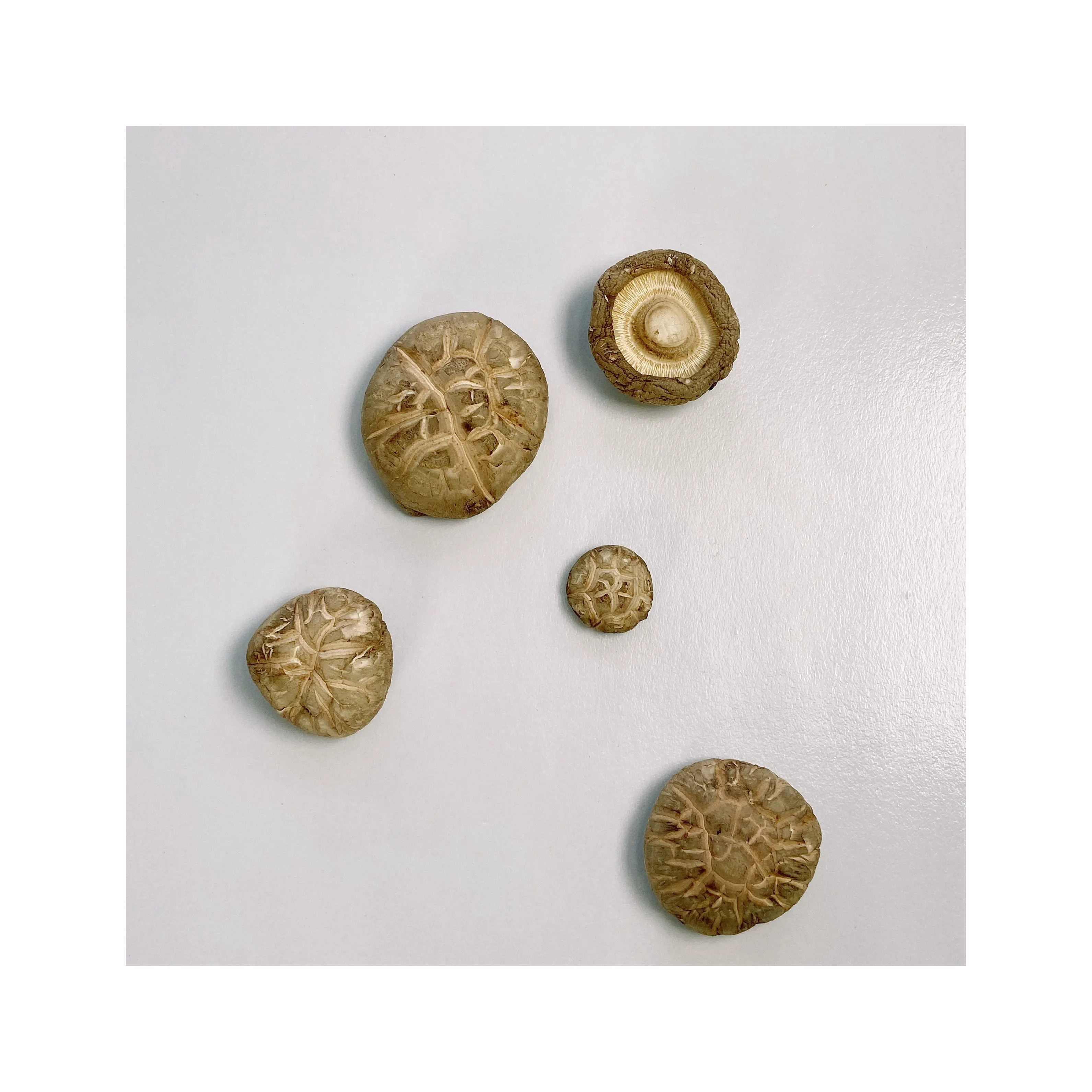 Low Price Dried Shiitake Mushroom Prices Magic Mushrooms Dried
