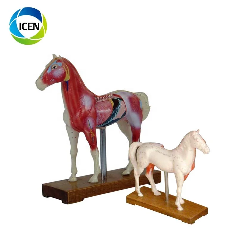 IN-502  Medical Cow Anatomic Acupuncture 3d animal model
