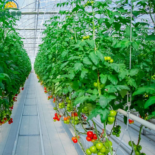SUNSGH higher yield SUNSGH Agricultural Greenhouse Hydroponic coco peat tomato