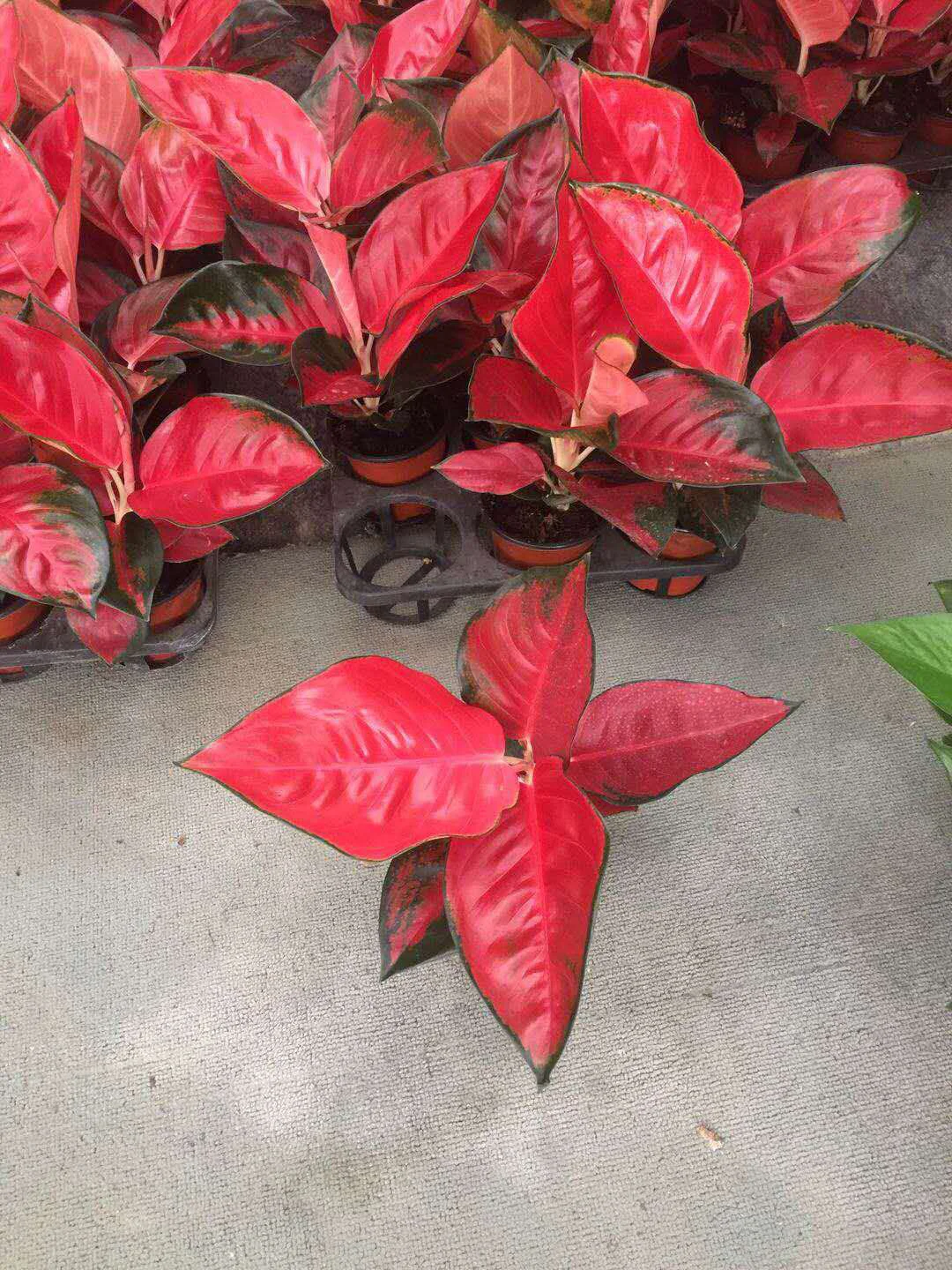 Aglonema suksom jaipong - pohon bunga