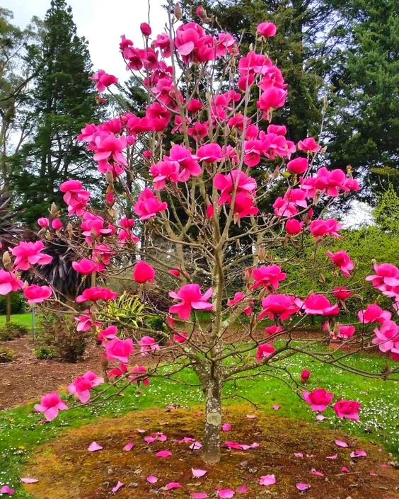 
Amazon Hot Selling Magnolia Flower Tree Seeds Bonsai Plant for indoor garden Send Gift 