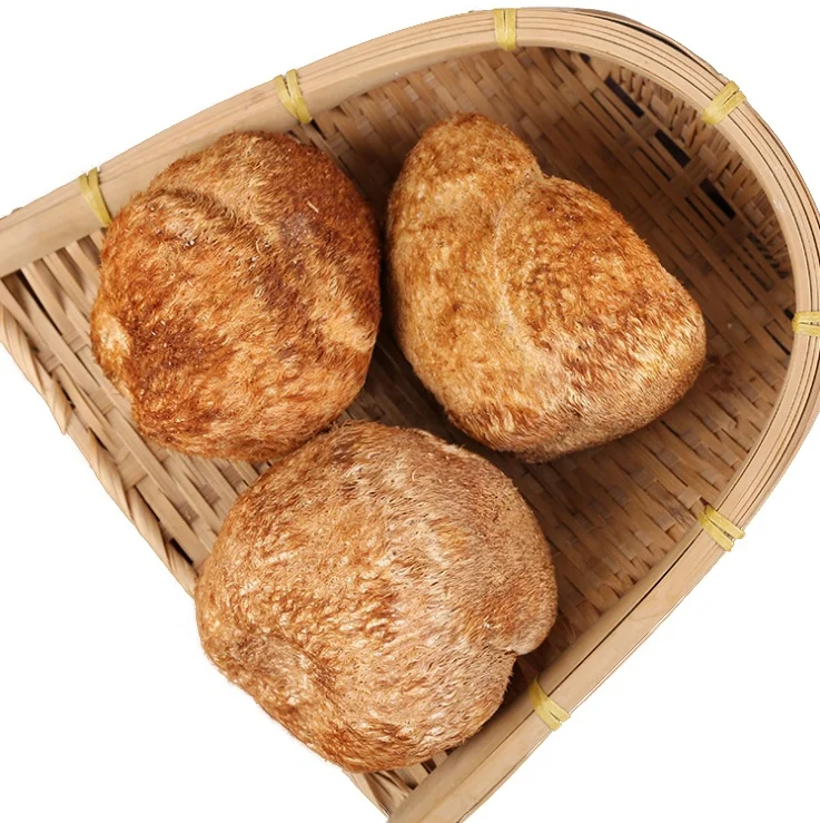 hericium erinaceus Dried lions mane mushroom