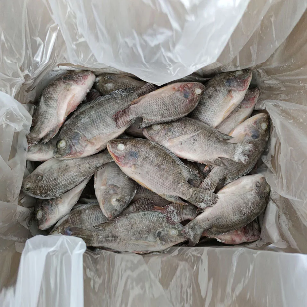 Китайская замороженная рыба Тилапия 300-500 г 200-300 г 100-200 г 600-800 г 200-1000 г 15%-20% остекление целиком замороженная Тилапия выпотрошенная и очищенная