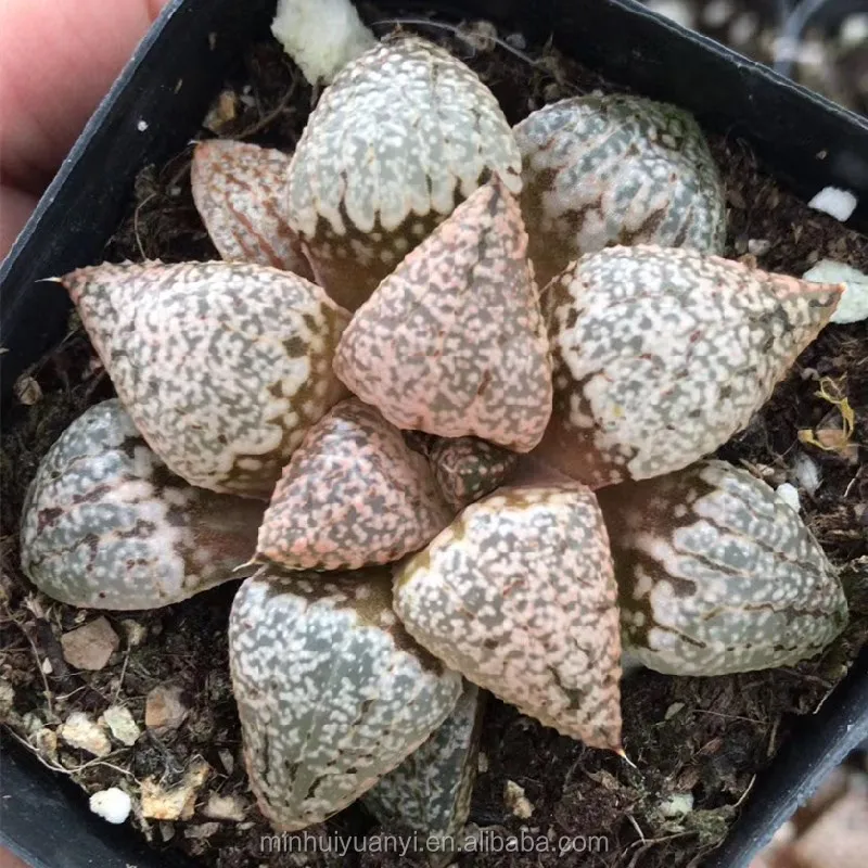 Живые суккуленты 1,18-1,9, Haworthia Emelyae Poelln, внутренние растения, оптом, декоративные растения